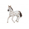 Jument Appaloosa PAPO
