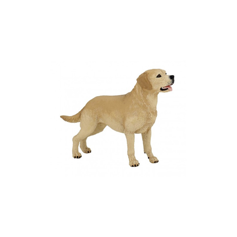 Labrador PAPO