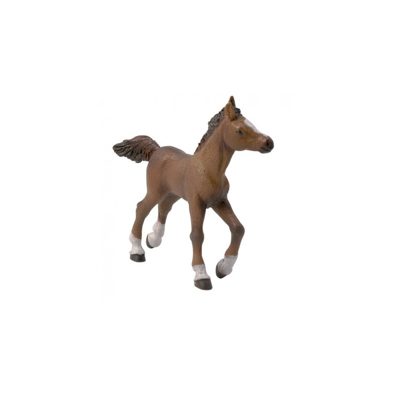 Poulain Anglo-Arabe PAPO