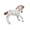 Poulain Appaloosa PAPO