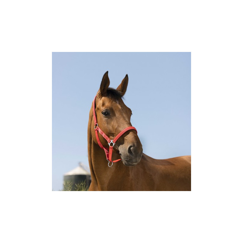 Licol NORTON - Reflective