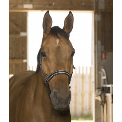 Licol NORTON - Reflective