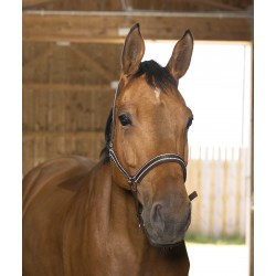 Licol NORTON - Reflective