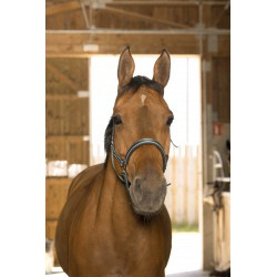 Licol NORTON - Reflective