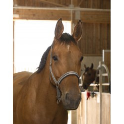 Licol NORTON - Reflective