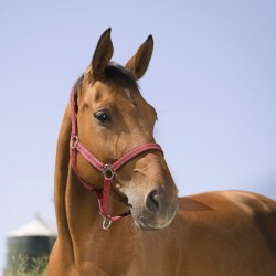 Licol NORTON - Reflective