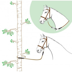 Longe NORTON - Rando