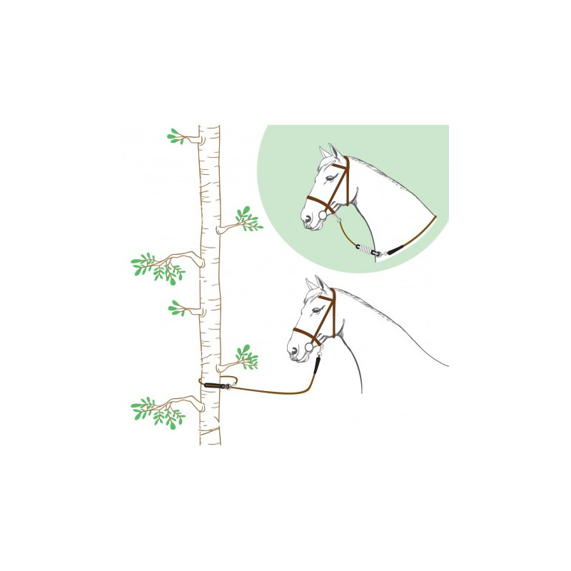 Longe NORTON - Rando