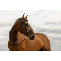 Longe NORTON - Rando