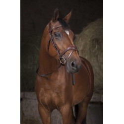 Rênes sangle NORTON PRO