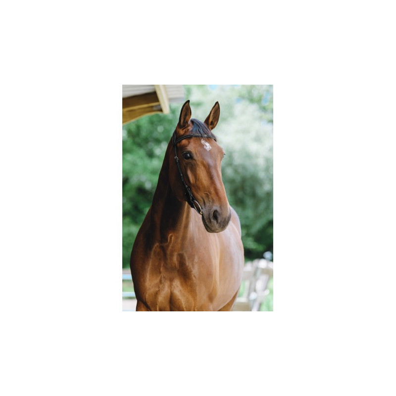 Bridon NORTON PRO - Freedom