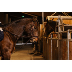 Rênes allemande sangle NORTON PRO - 13mm