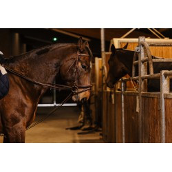 Rênes allemande sangle NORTON PRO - 13mm