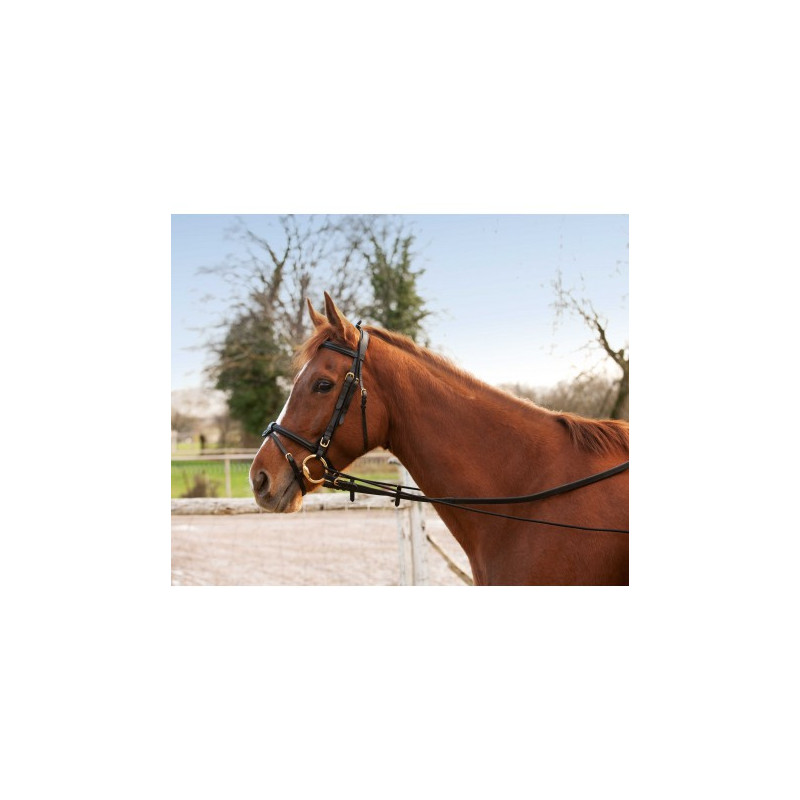 Enrênement éducatif long NORTON - Élastique