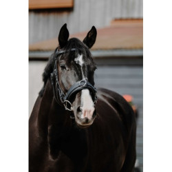 Caveçon large NORTON CLUB