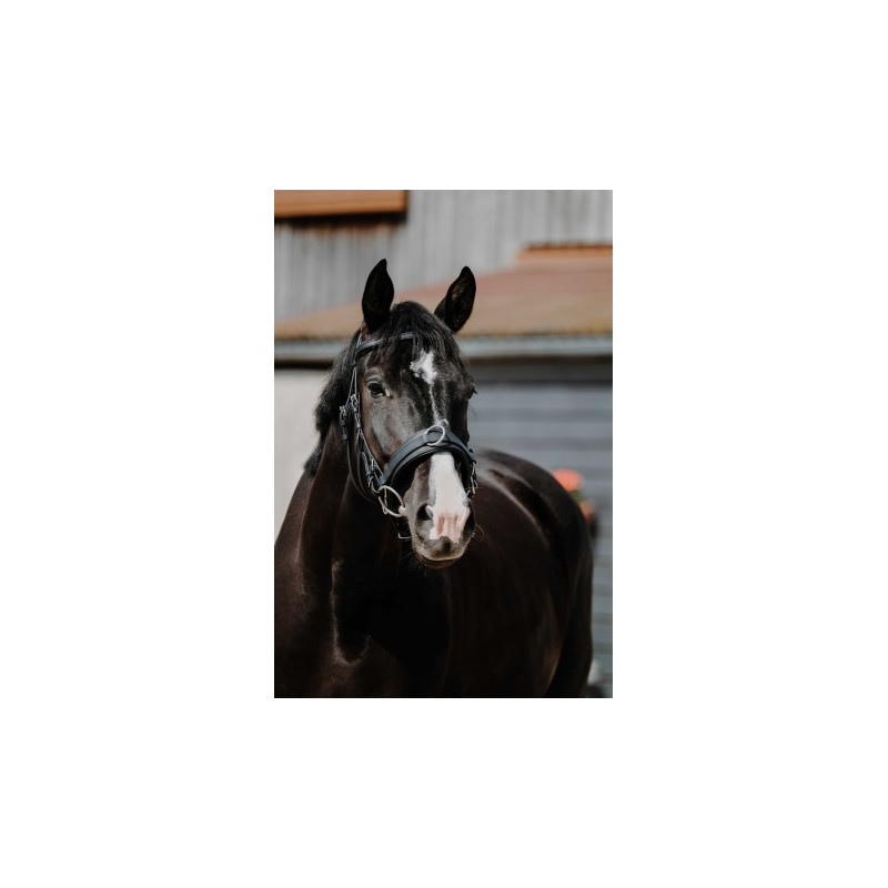 Caveçon large NORTON CLUB