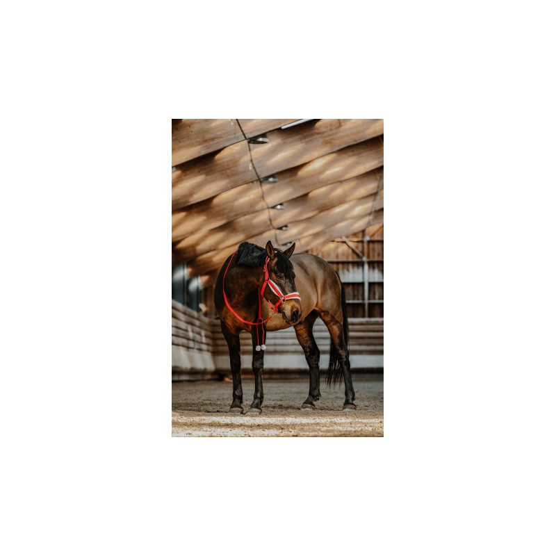 Licol + longe EQUITHÈME - Xmas