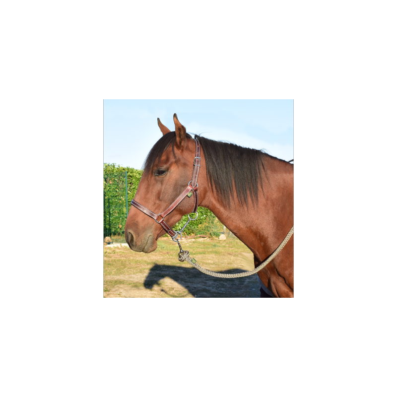 Licol cuir chromé cheval