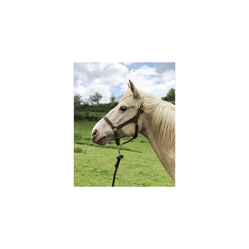 Licol en Biothane avec mousqueton