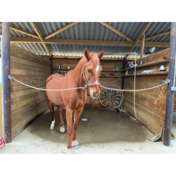 Longe d'attache d'écurie fixe