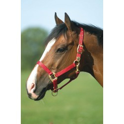 Licol EQUITHÈME - Nylon