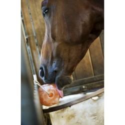 Pierre à sel de l'Himalaya Hippo-Tonic